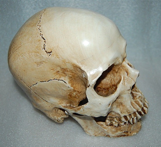 Resin Replica 1:1 Life Human Anatomy Skull Collectable Bar Decoration Teaching