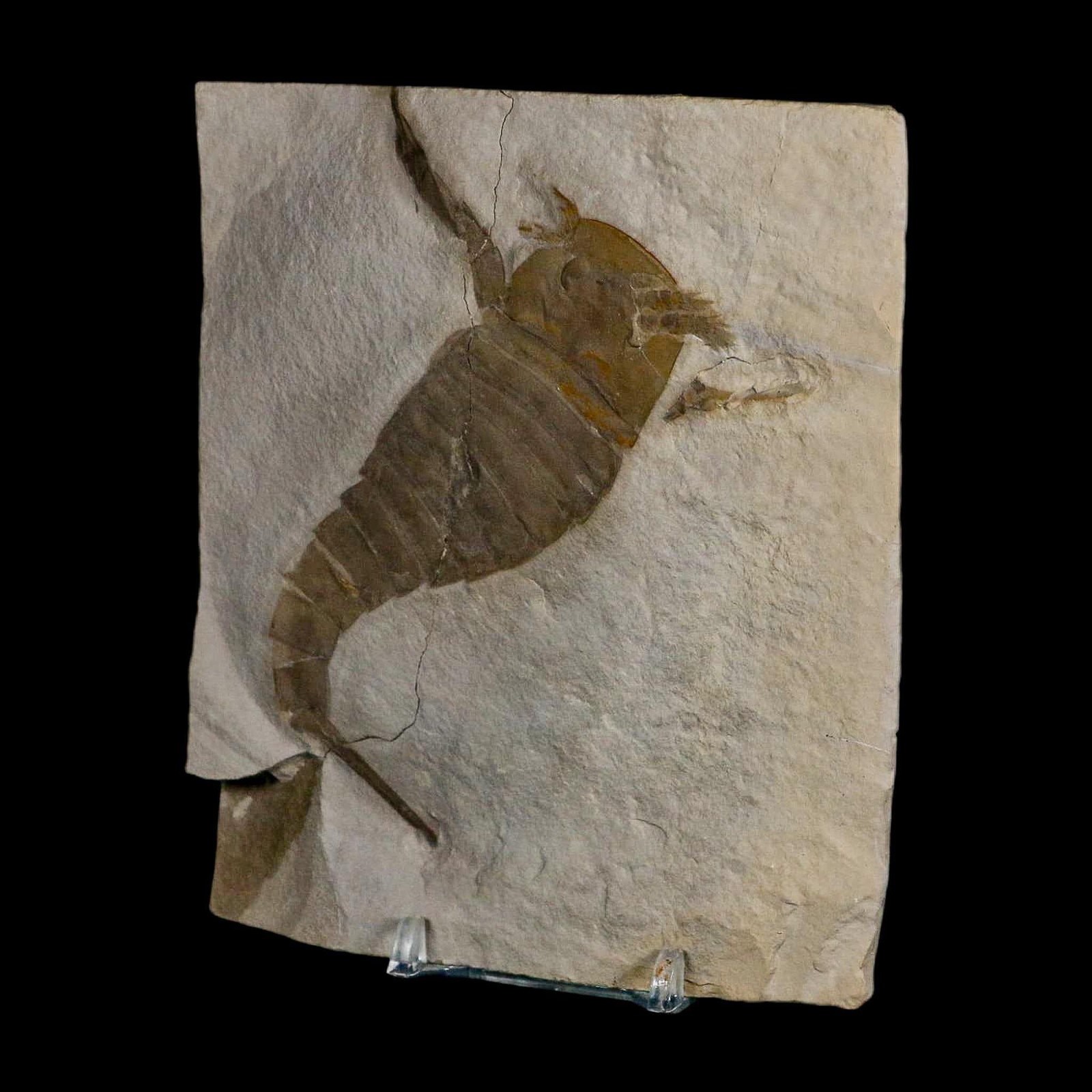 4.2" Eurypterus Sea Scorpion Fossil Eurypterid Silurian 420 Mil Yrs Old New York