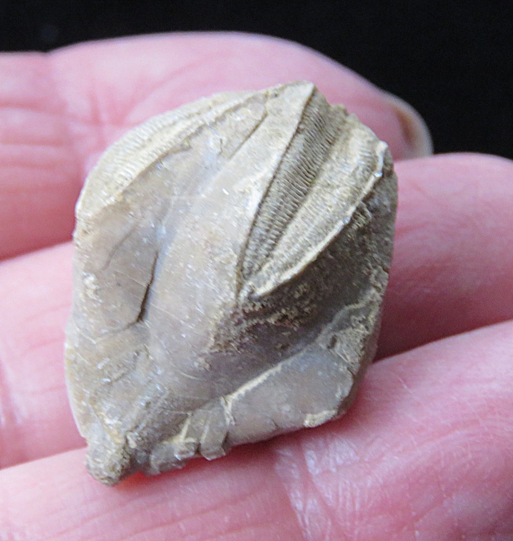 Blastoid Echioderm Fossil- 1"-Pyriformis pentremites- Merrill, Kentucky