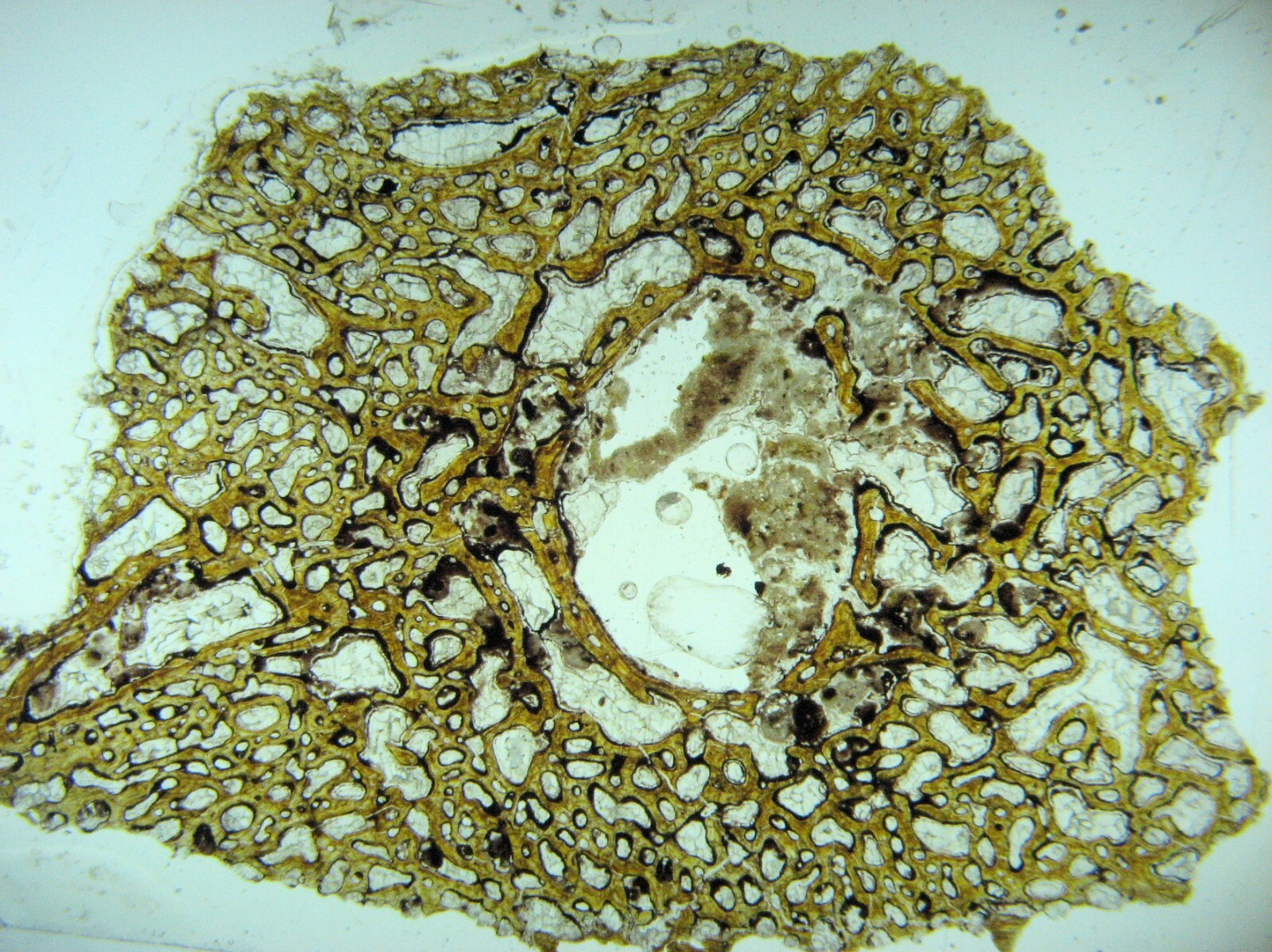 Geological Rock Formation & fossil Thin Section collection 100 slides in case