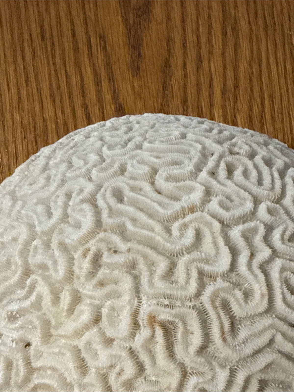Large Natural Brain Coral Vintage Salt Water Fossil Heavy 9.12 lbs, 9" wide