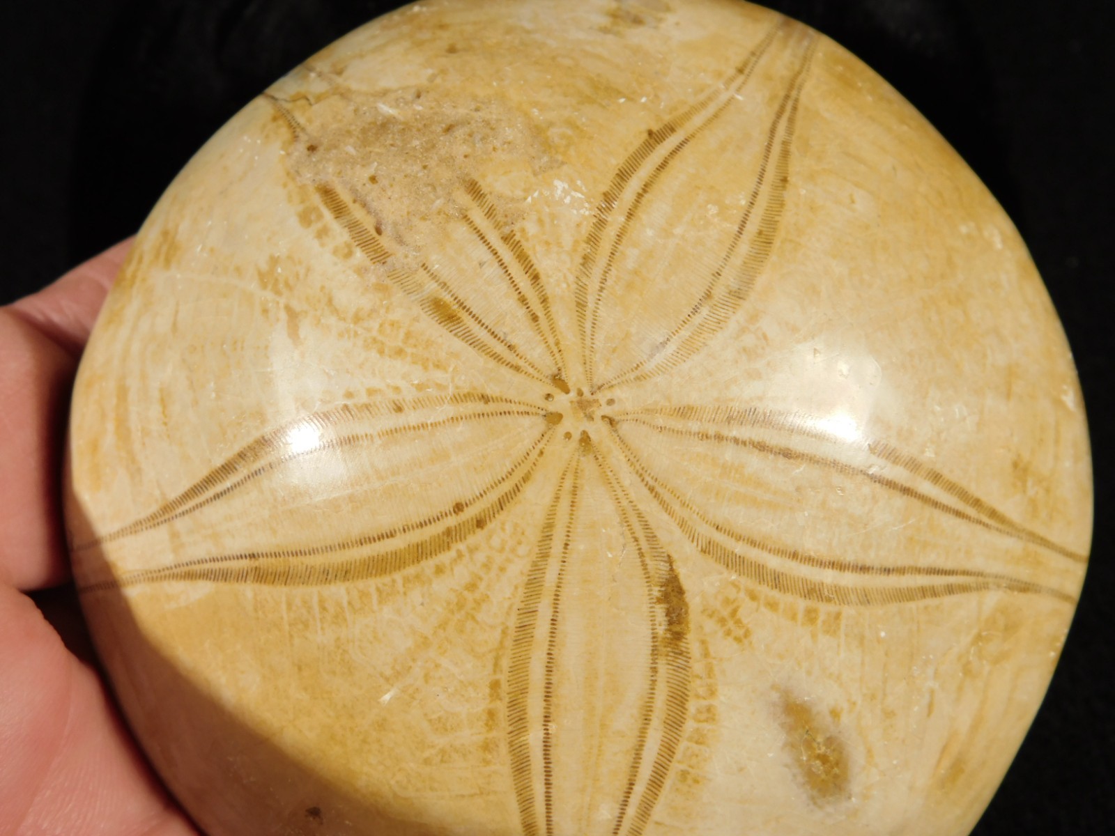 Big! Polished 150 Million Year Old! AAA SAND DOLLAR Fossil Madagascar 259gr
