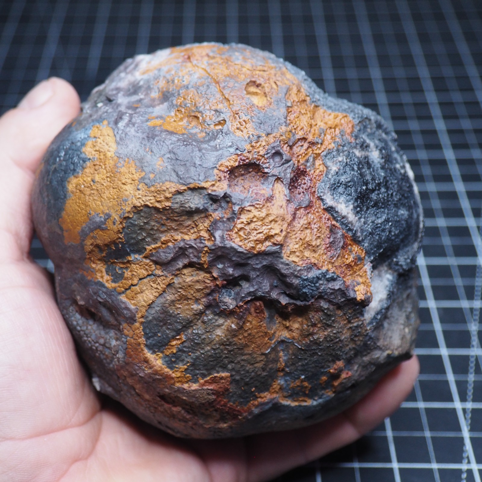 Large 1.8 kg Lobolith Scyphocrinites Crinoid Floating Devonian Fossil Morocco