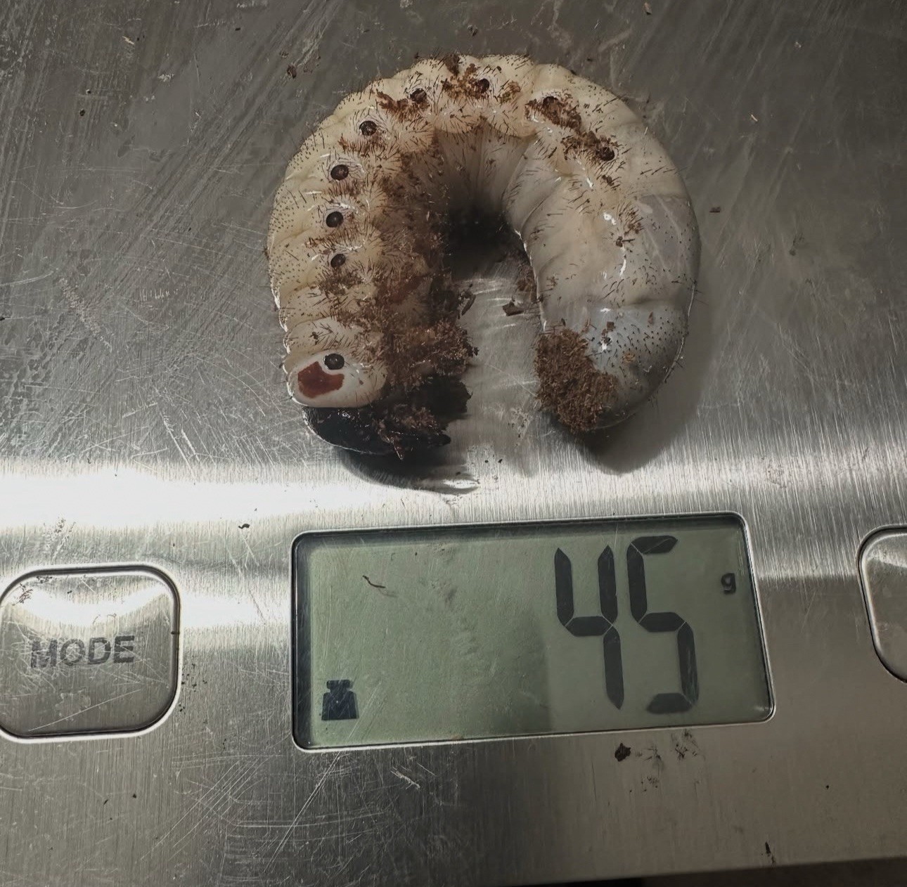 OAK STAG GRADE FLAKE SOIL WITH ADDITIVES PROTEIN DORCUS LAMPRIMA 1 GALLON