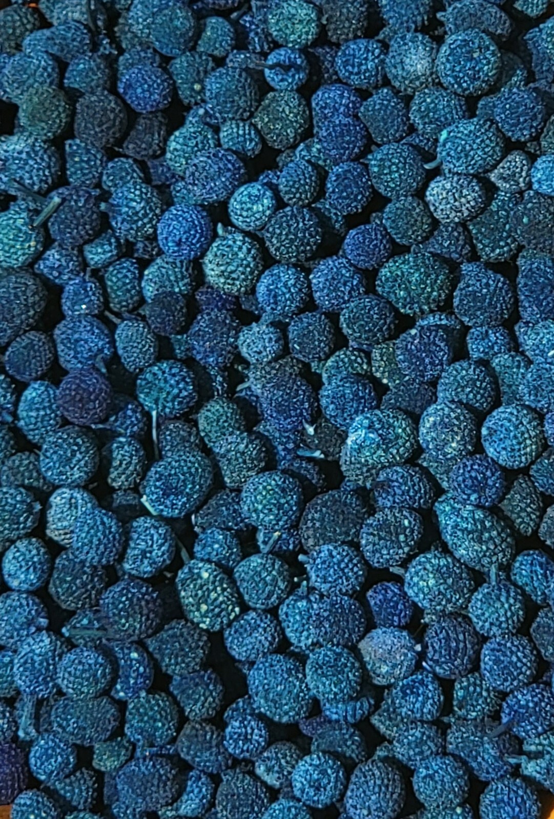 Dried Bora Berries/Jackie Berries, Potpourri Supplies, 12oz about 8 Cups, Blue
