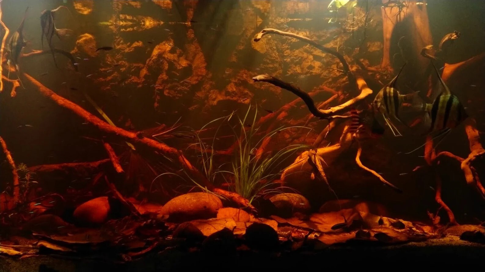 Nano Indian Almond Leaves Cholla Wood Alder Cones Catappa Bark Shrimp Package