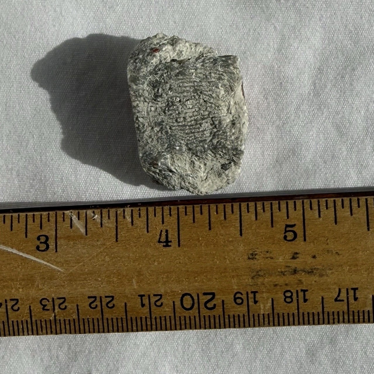 ~28 grs Polished Red Horn Coral Riley's Canyon, Utah Fossil Rugosa / display cab