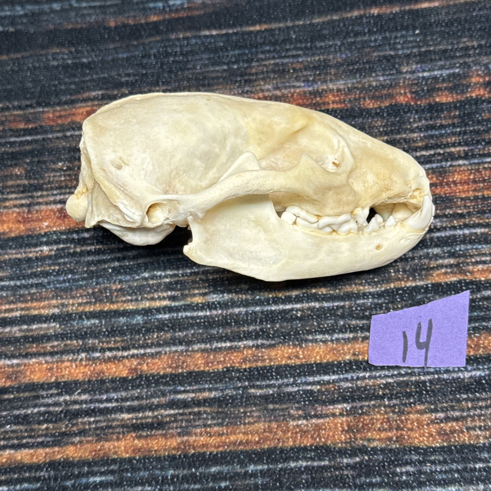 Real XL Badger Skull Unique Gift Halloween Craft Animal Mount Art Model Head Odd