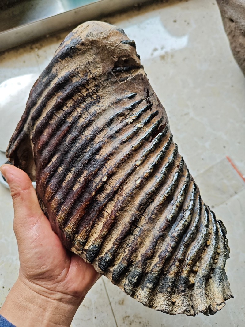 Exquisite fossilized teeth from the Ice Age - Ancient fossil specimens