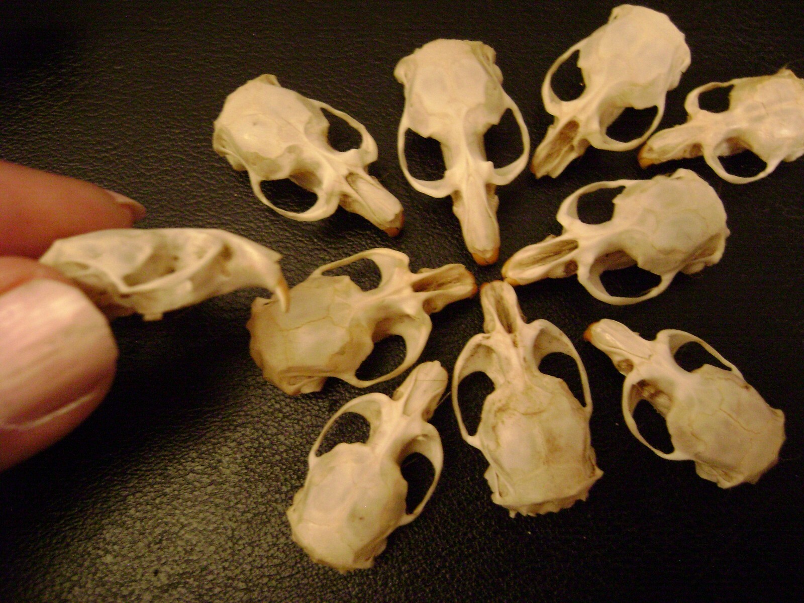 10 REAL MOUSE SKULLS for steampunk jewelry or magic wands TAXIDERMY LOT bones