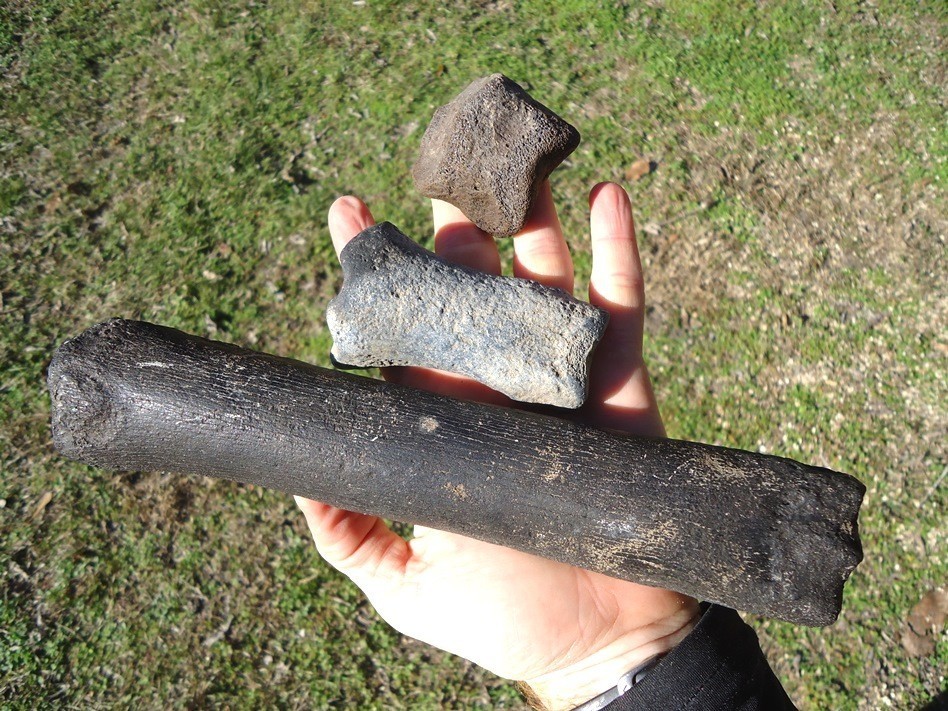 Horse Leg Mount Florida Fossil Ice Age Extinct Equus Hoof Bones Tooth