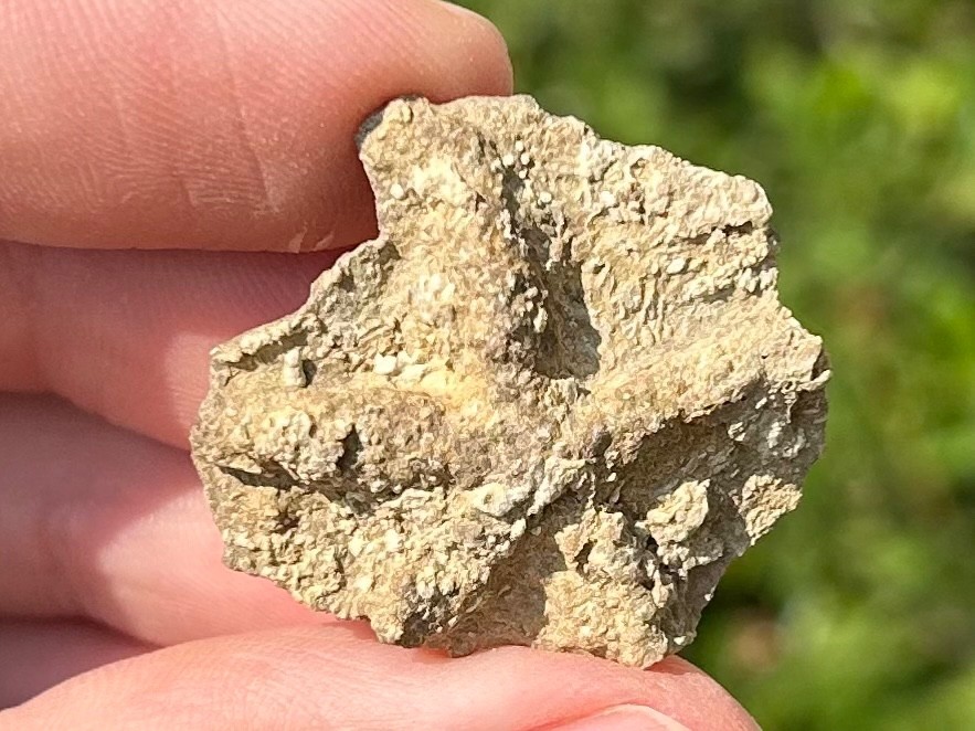 Alabama Fossil Starfish Cast Mississippian Age Bangor Limestone Formation