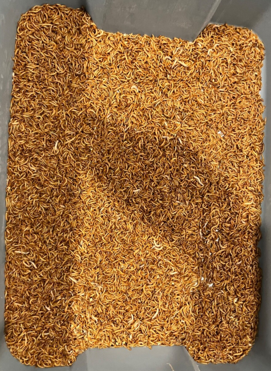 Live Mealworms - 25 - 2000 ct - Reptile, Bird, Fish Feed