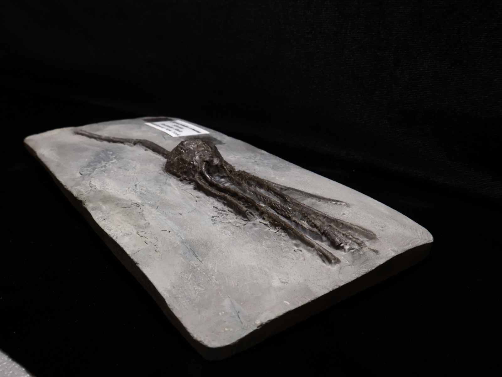 Stately Caryocrinites ornatus Fossil, Crinoid Relation, Middleport, New York