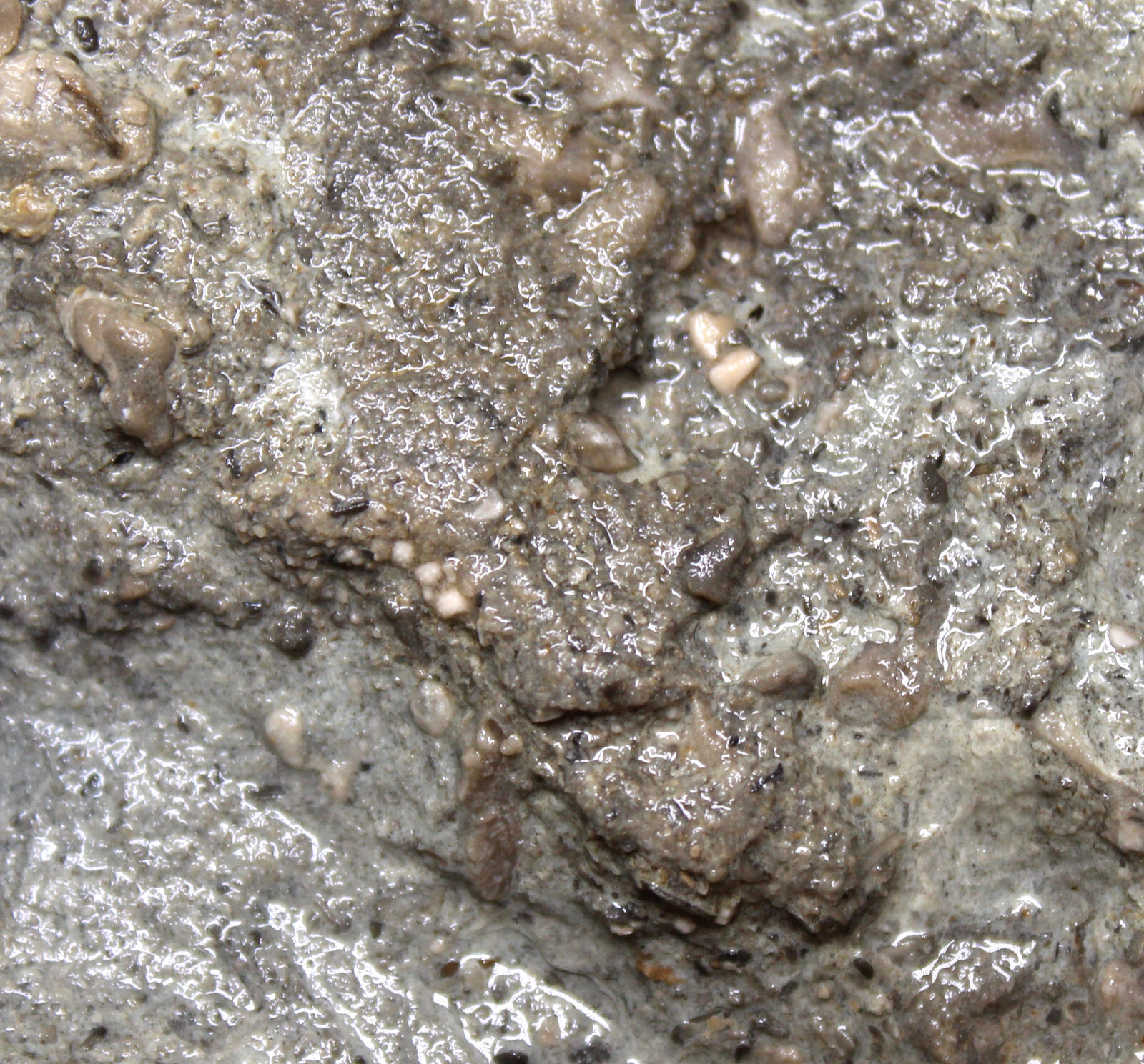 Rare Cyclocystoid Ossicles Ordovician Indiana Whitewater Formation Fossil