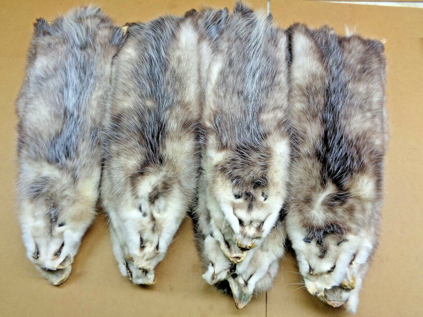 Professionally Tanned #1 XL Opossum Hide/Furs/Taxidermy/Crafts/Real USA Furs