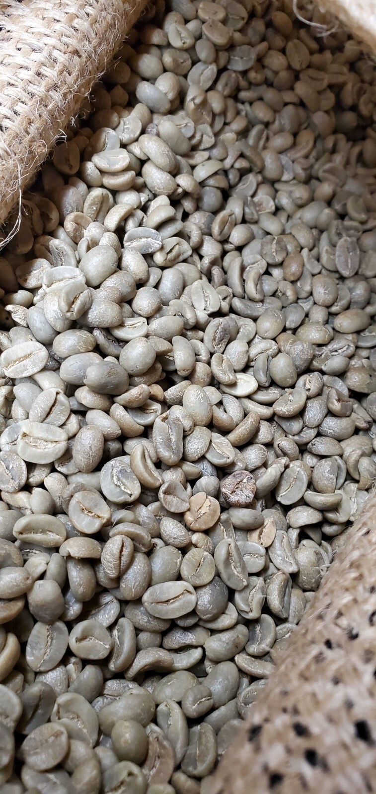5 LBS HIGH ALTITUDE PERUVIAN PERU UNROASTED GREEN COFFEE BEANS - ORGANIC ARABICA