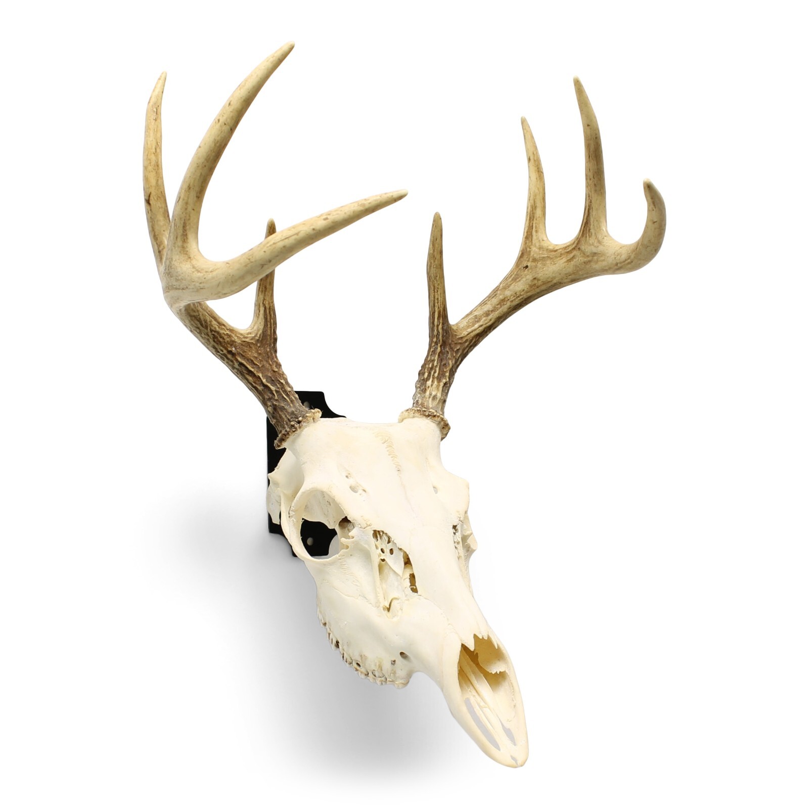 euro mount skull hanger MADE IN THE USA Euro Mount kit Whitetail Deer Skull Hook