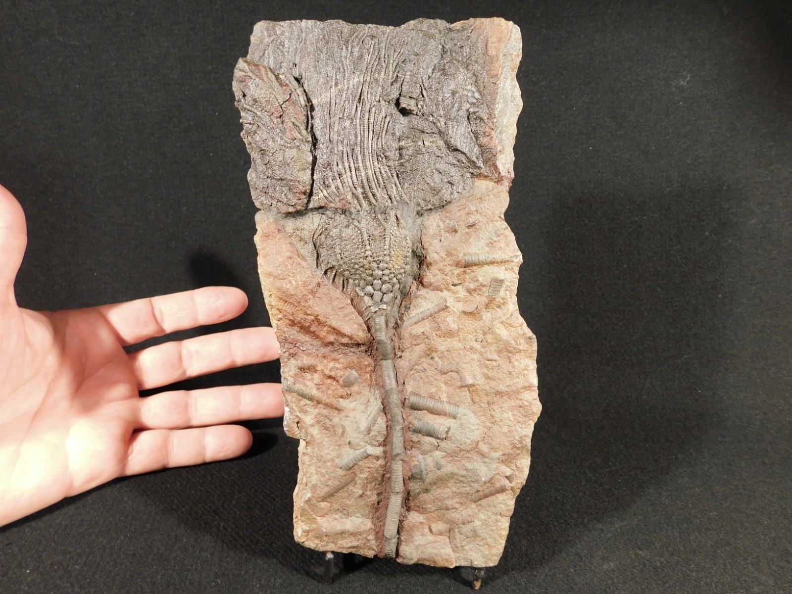 LARGER! 430 Million Year Old! CRINOID Fossil or Sea LILY Fossil Morocco 686gr