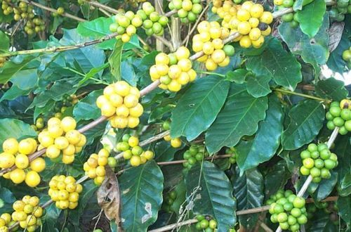 Brazilian Yellow Bourbon Coffee Beans, Medium Roasted Daily 2 Bags 1 Pound Each