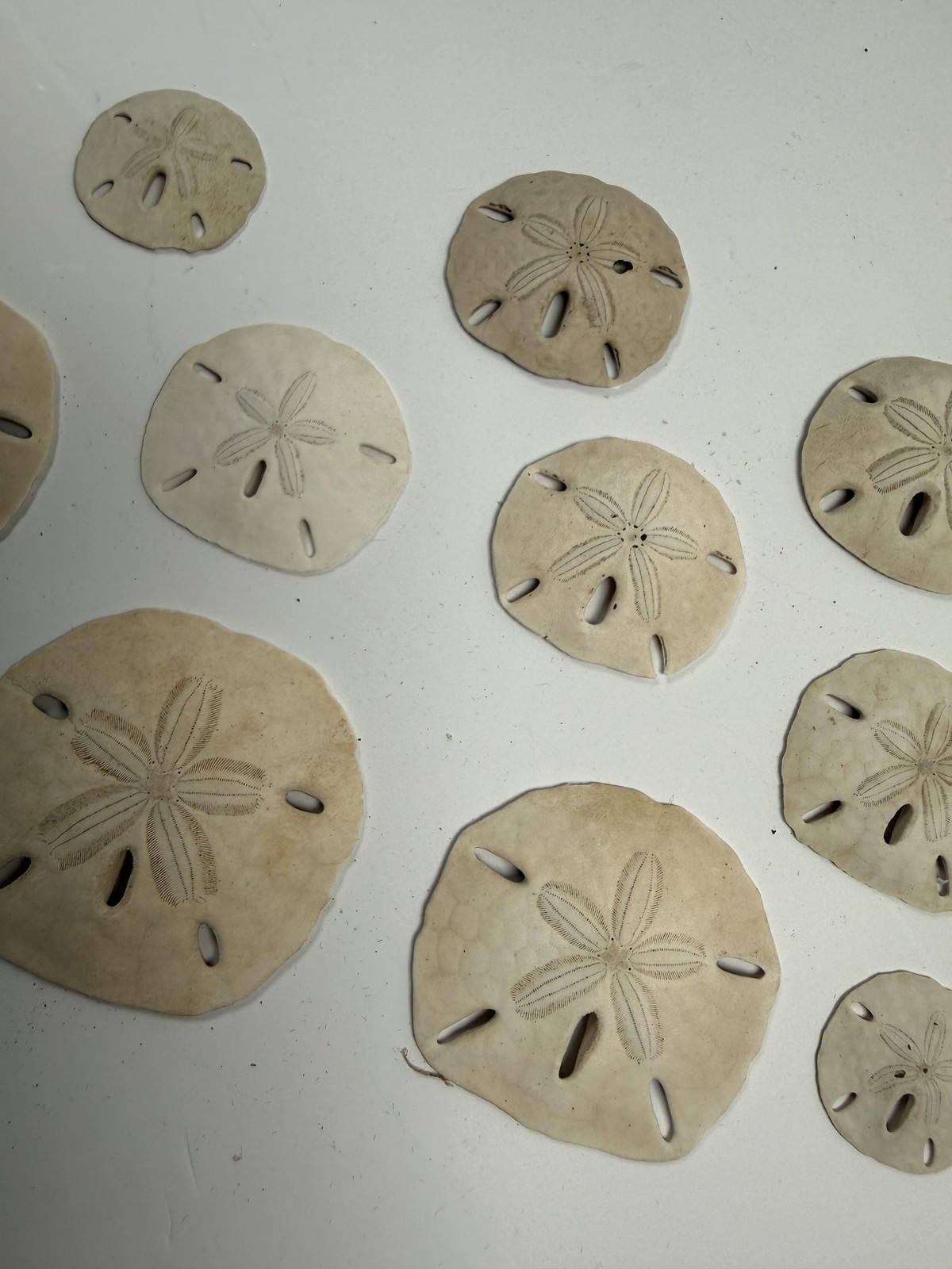 Sand Dollar Shells Lot Of 10 Natural White Beige Beach Decor Small