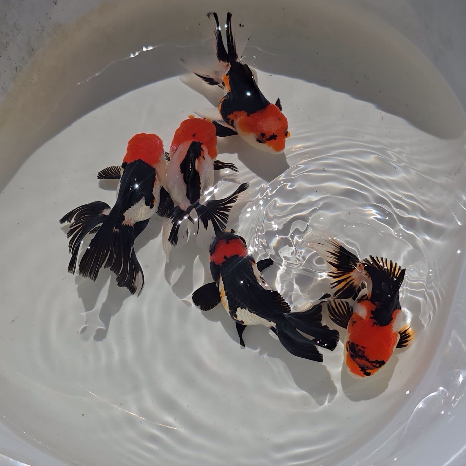 Live Oranda Tri Color Juvenile Goldfish short body 2 to 2.5 inch