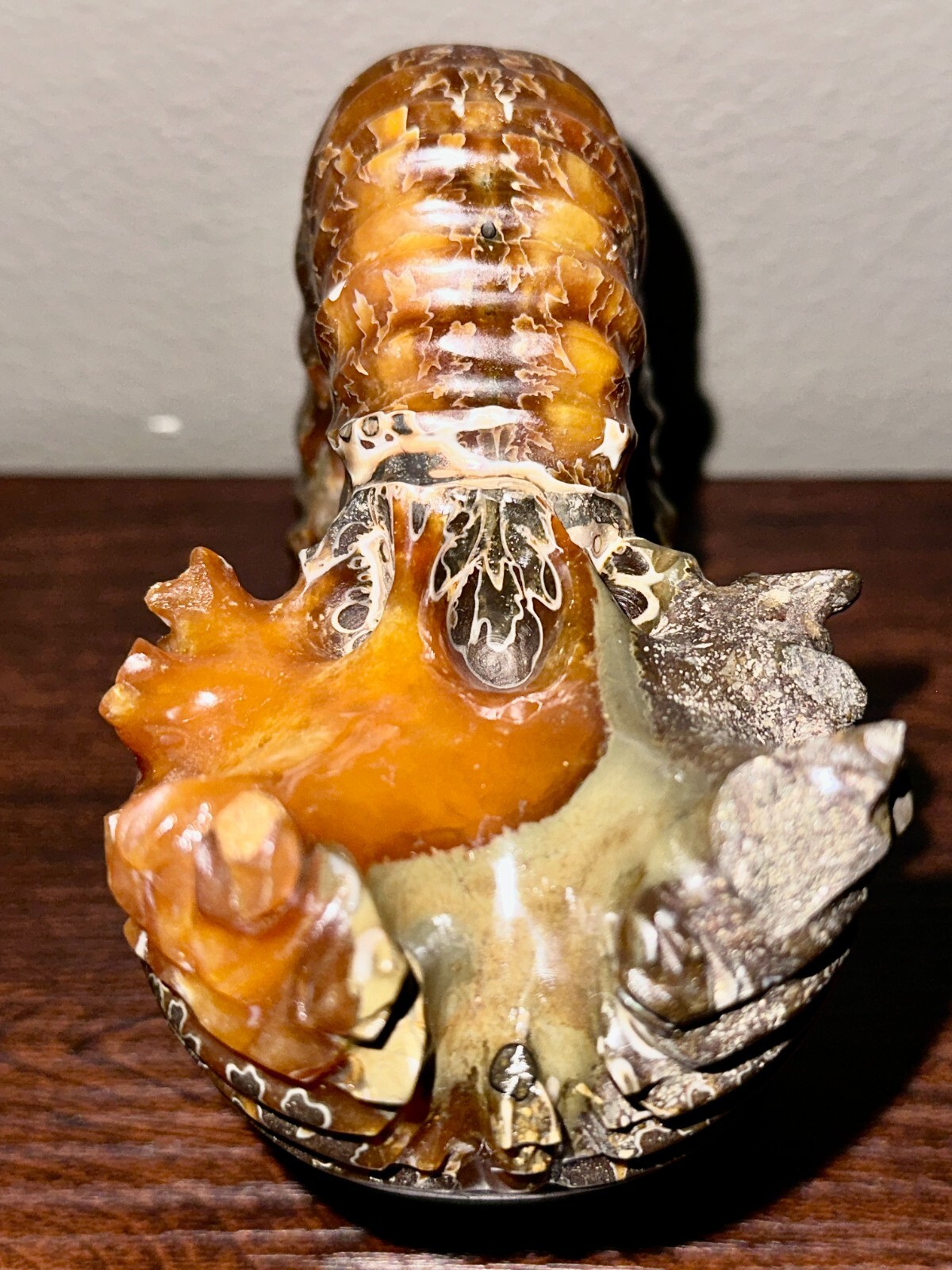 Rare Beautiful "Goat Horn" Ammonite Fossil 3 lb. 5.8 oz. 1526 grams #58