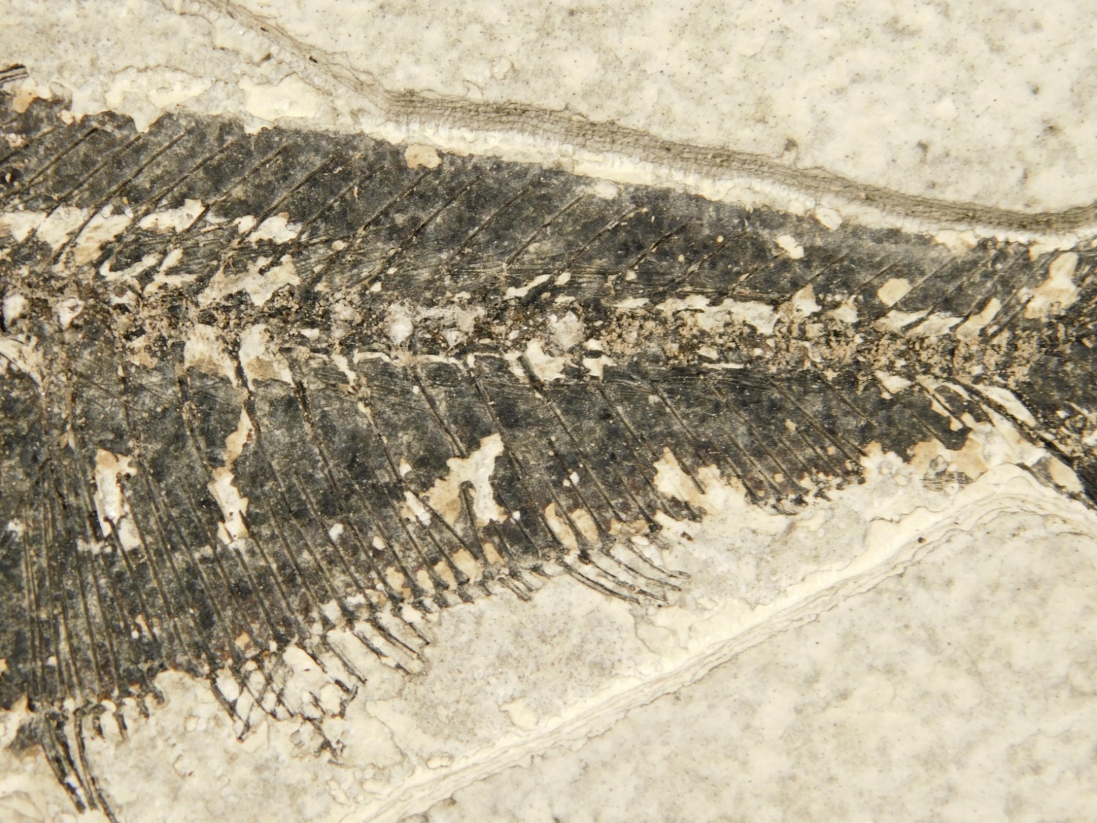 Larger! FIFTY Million Year Old! Diplomystus Dentatus FISH Fossil Wyoming 343gr