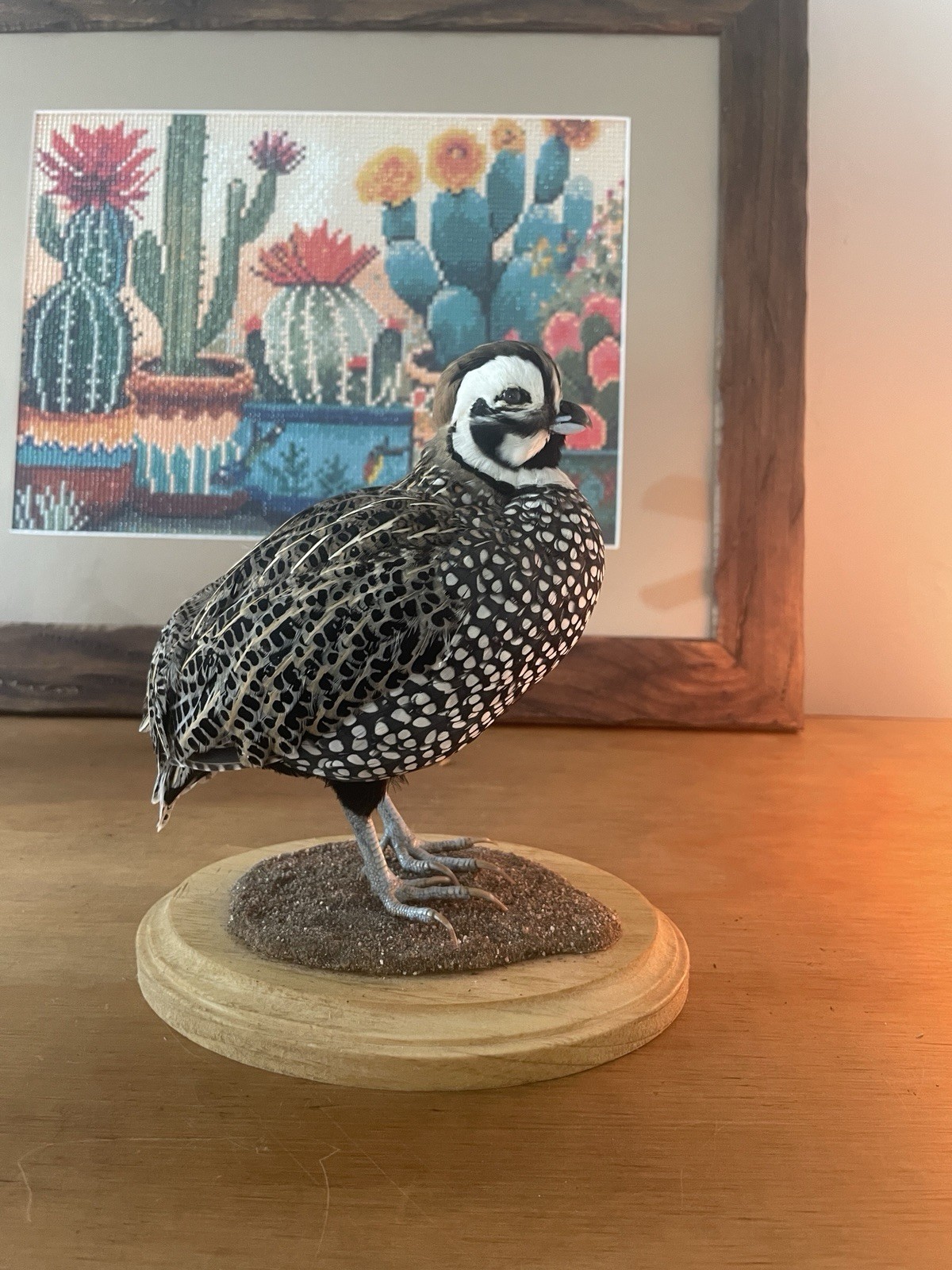 Mearns Montezuma Quail Taxidermy Mount