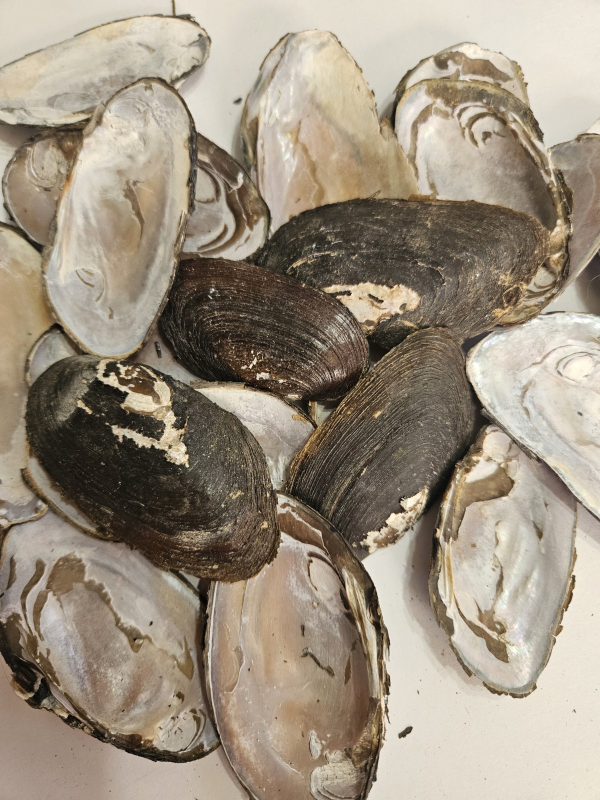 Lot Of 10 Natural 2-3" Freshwater Mussel Clam Shell Half MOP Mother of Pearl