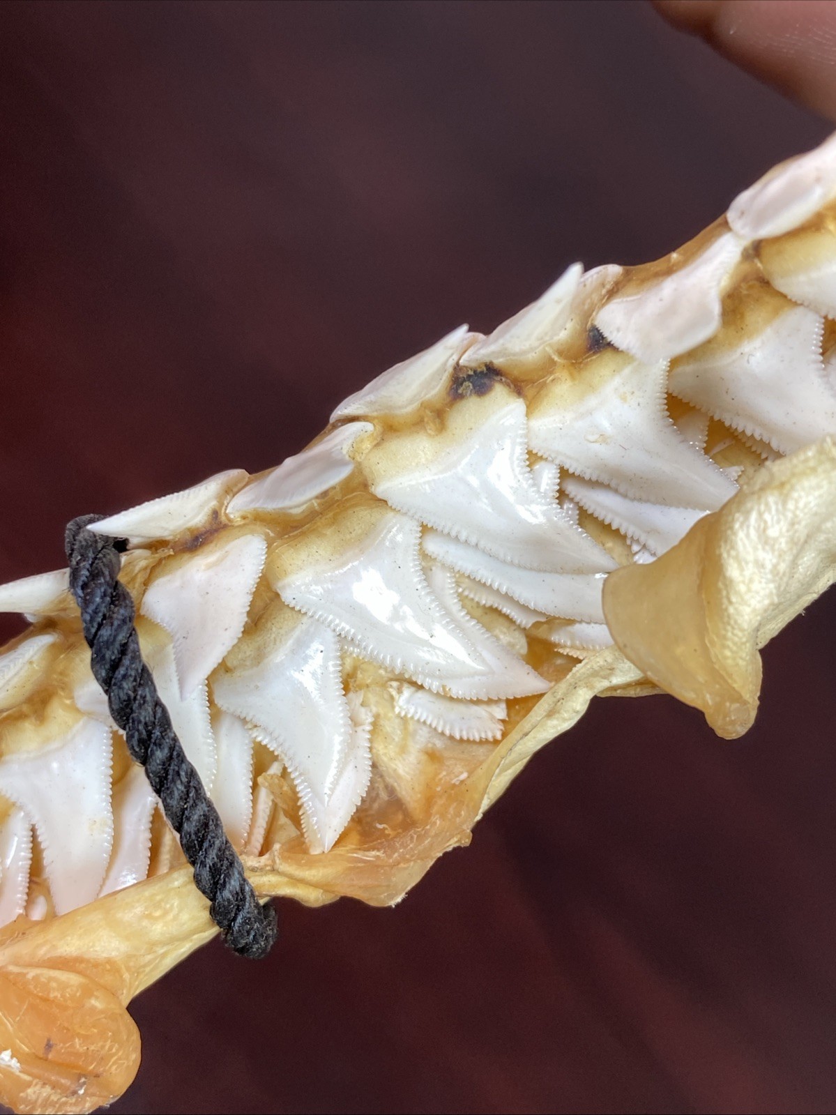 Vintage Bull Shark Jaw Taxidermy 4 Rows Of Teeth 9.5” Wide x6.25” Nautical Decor