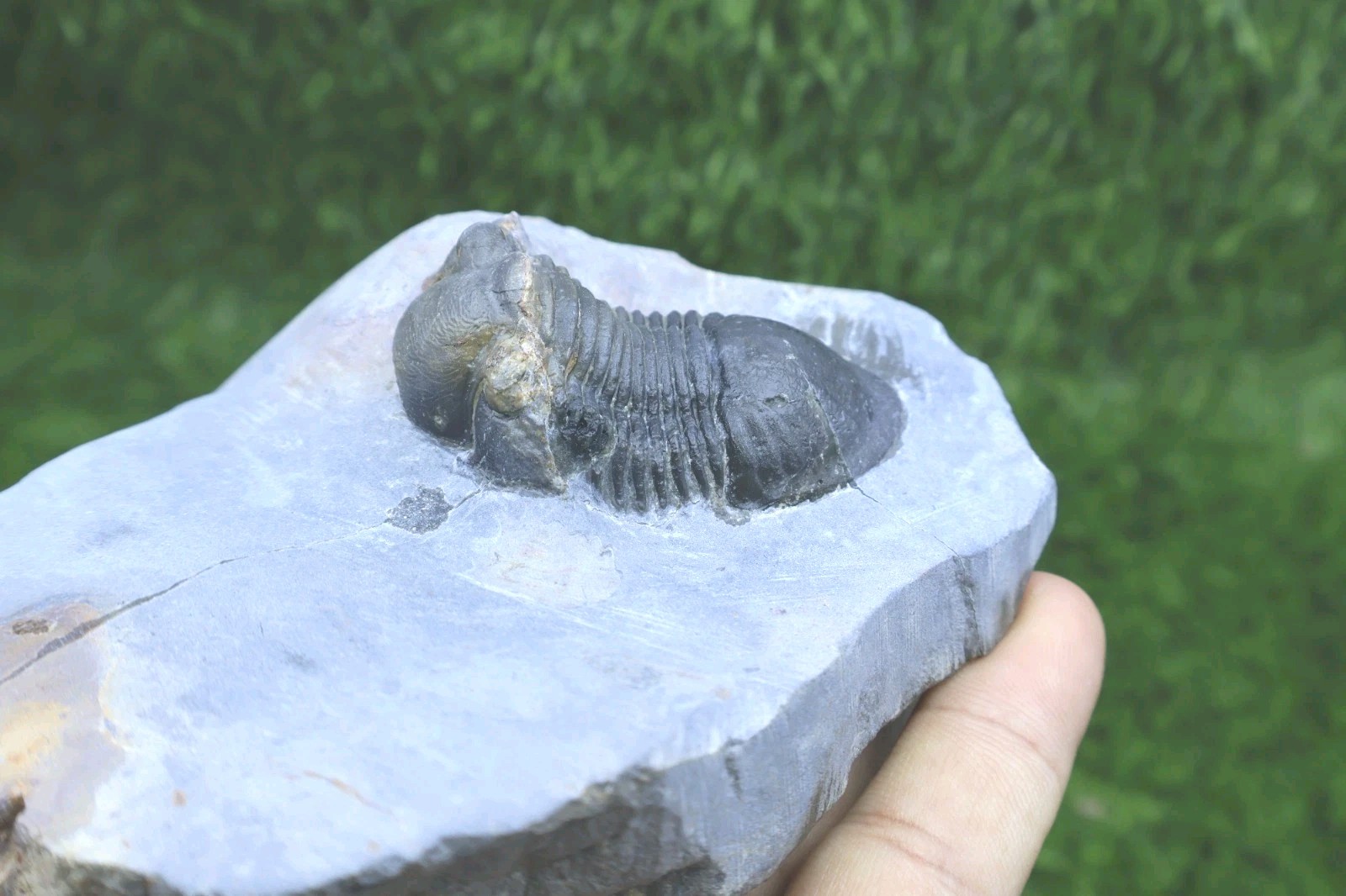 Trilobite Paralejurus trilobite fossil Devonian trilobite from Moroccan Fossil