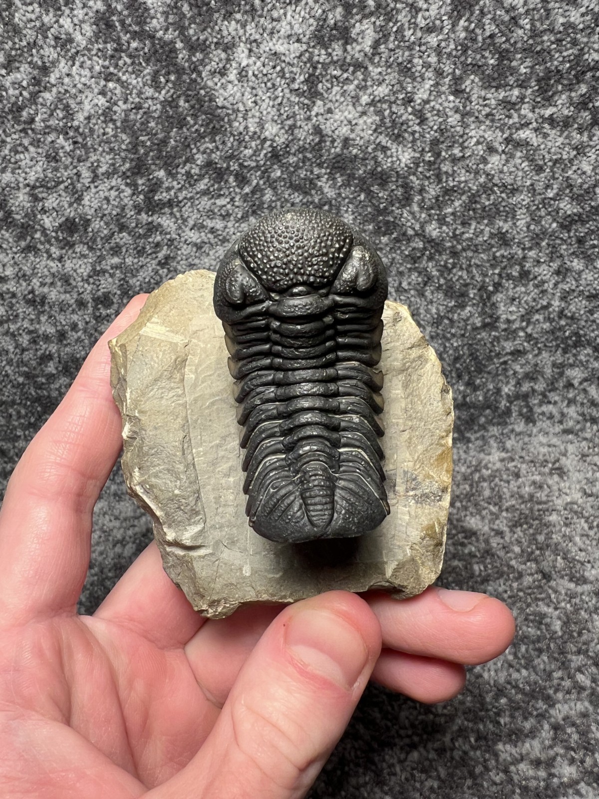 Exceptional Moroccops sp. Trilobite Fossil – Stunning Flying Preparation