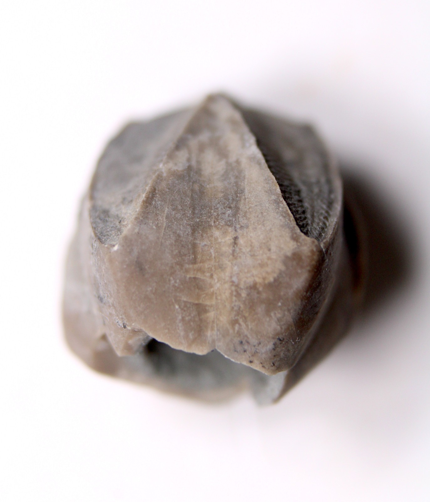 Pentremites Blastoid Fossil Kentucky Mississippian Glen Dean Fm Carboniferous