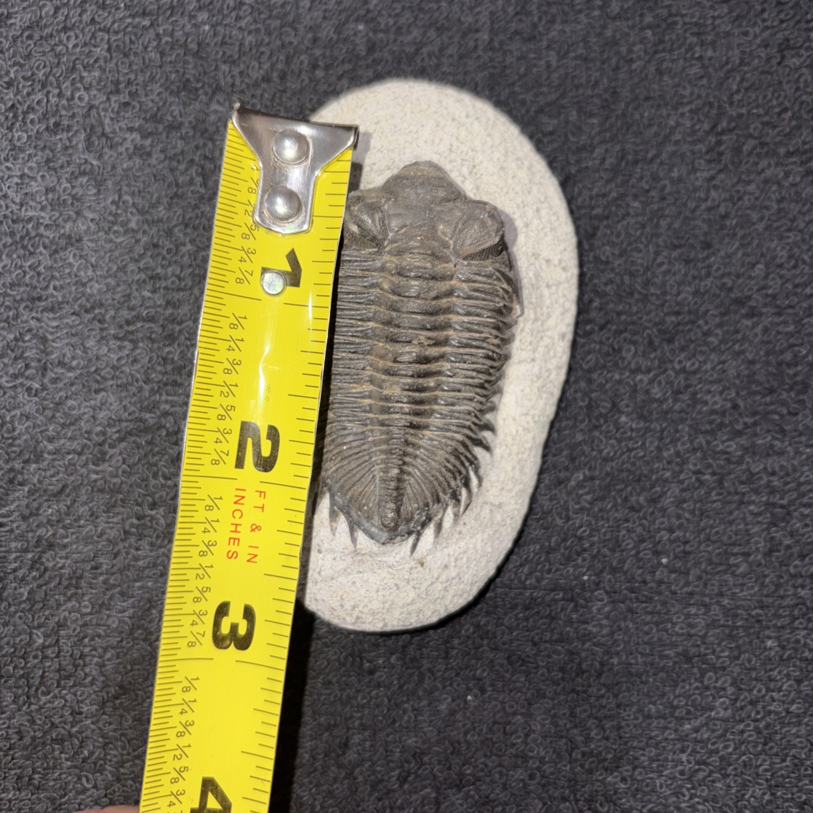 Coltraneia (Trevoropyge)) Trilobite Huge Eyes 2 1/4 Inches Pretty Specimen Devon