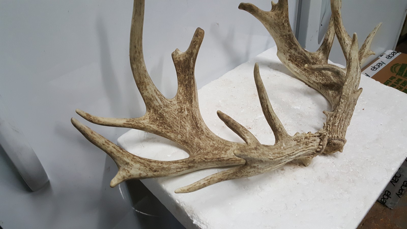 185-4" WHITETAIL DEER sheds Antlers mule mount taxidermy elk rack moose