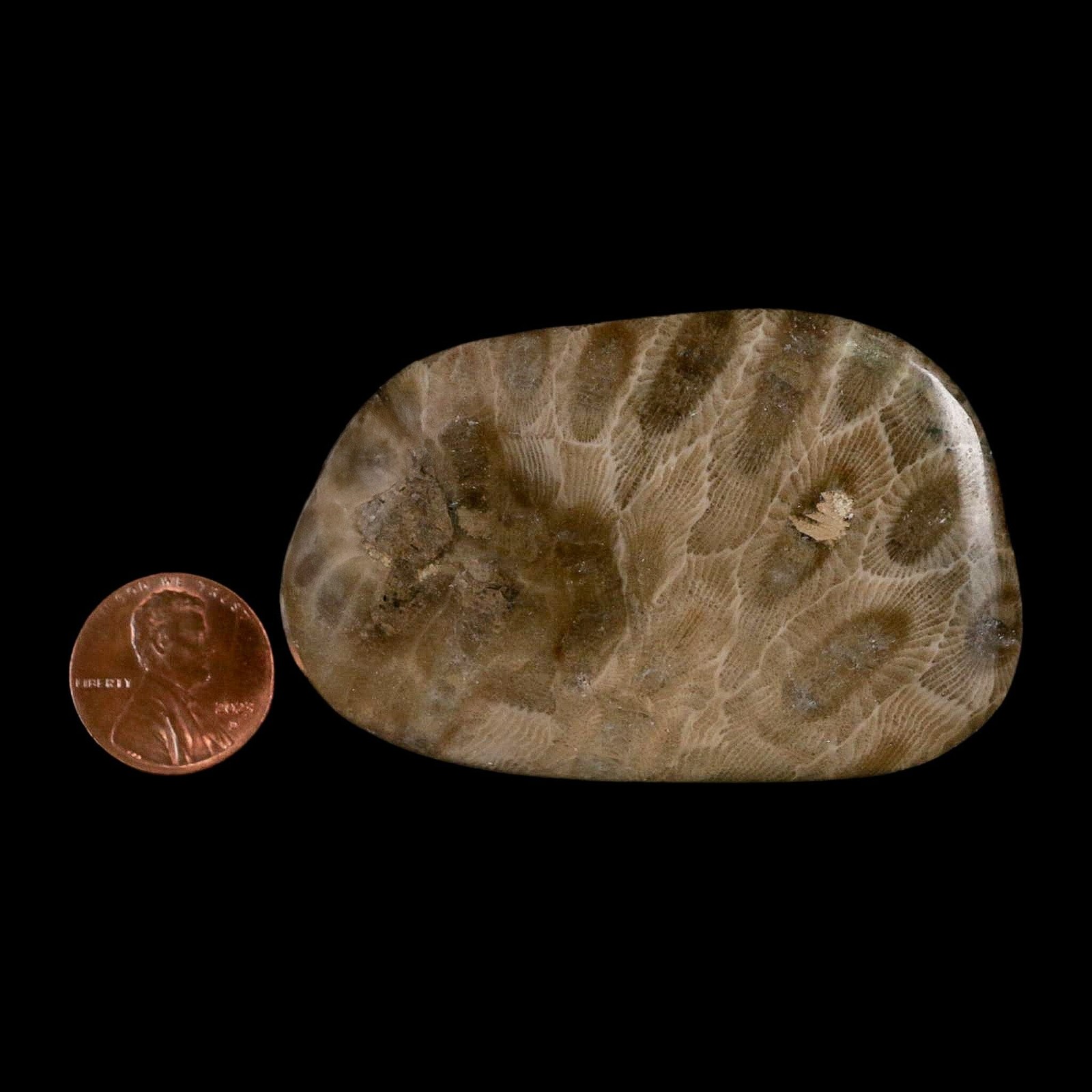 2.6" Polished Slab Petoskey Stone Hexagonaria Coral Fossil Devonian Age Michigan