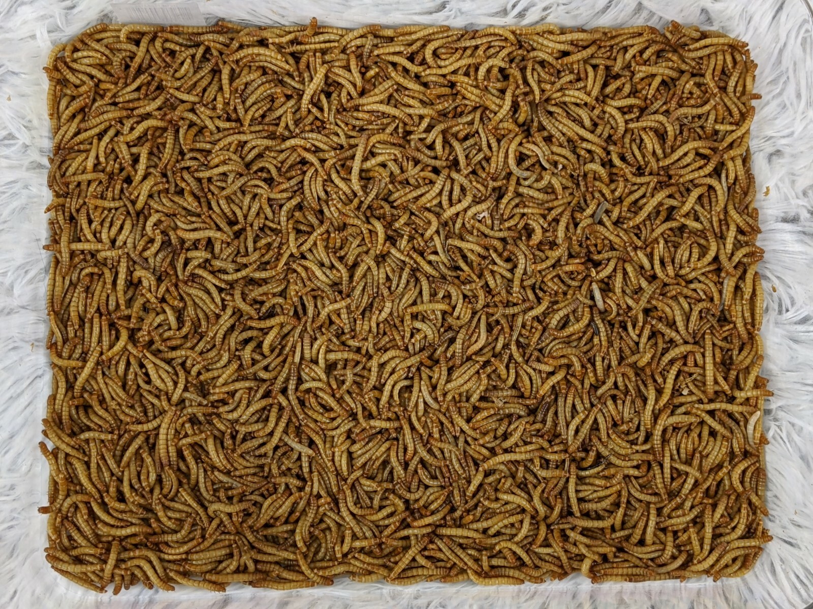 1100 - Live Mealworms
