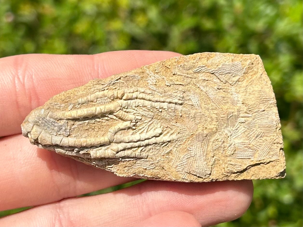 NICE Fossil Crinoid in Matrix Aphelecrinus Alabama Bangor Limestone Formation