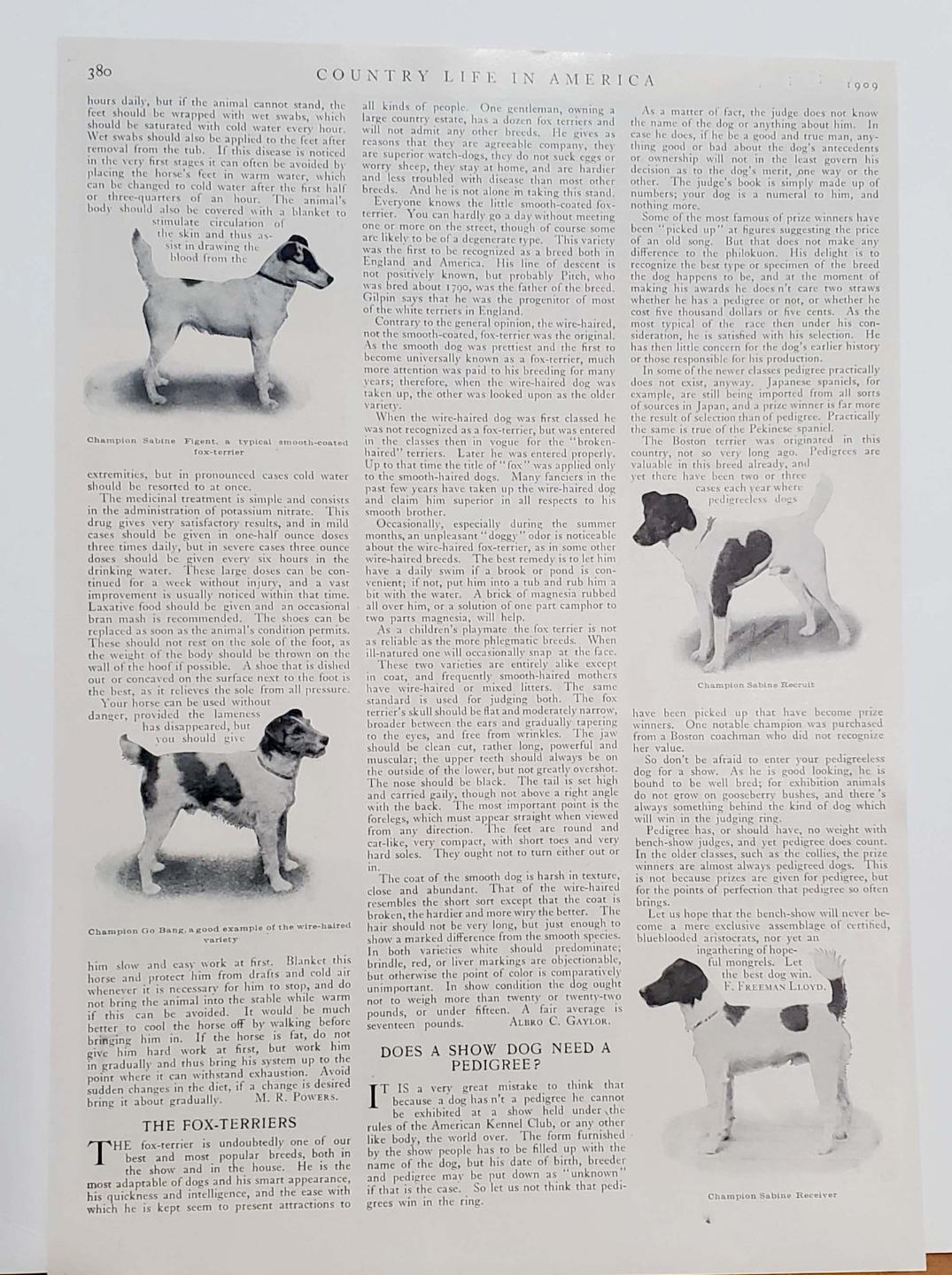 1909 Missouri Mules Fox Terrier Champions Sabine Kennels Go Bang Photo Print Pgs