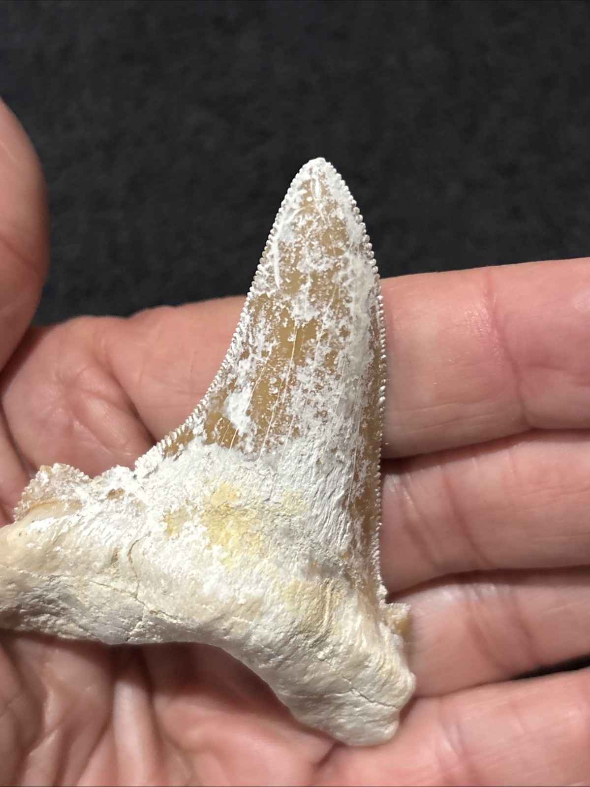 Paleocarcharodon Very Large 3 + Inches Minor Damage To Root. Needs Cleaning