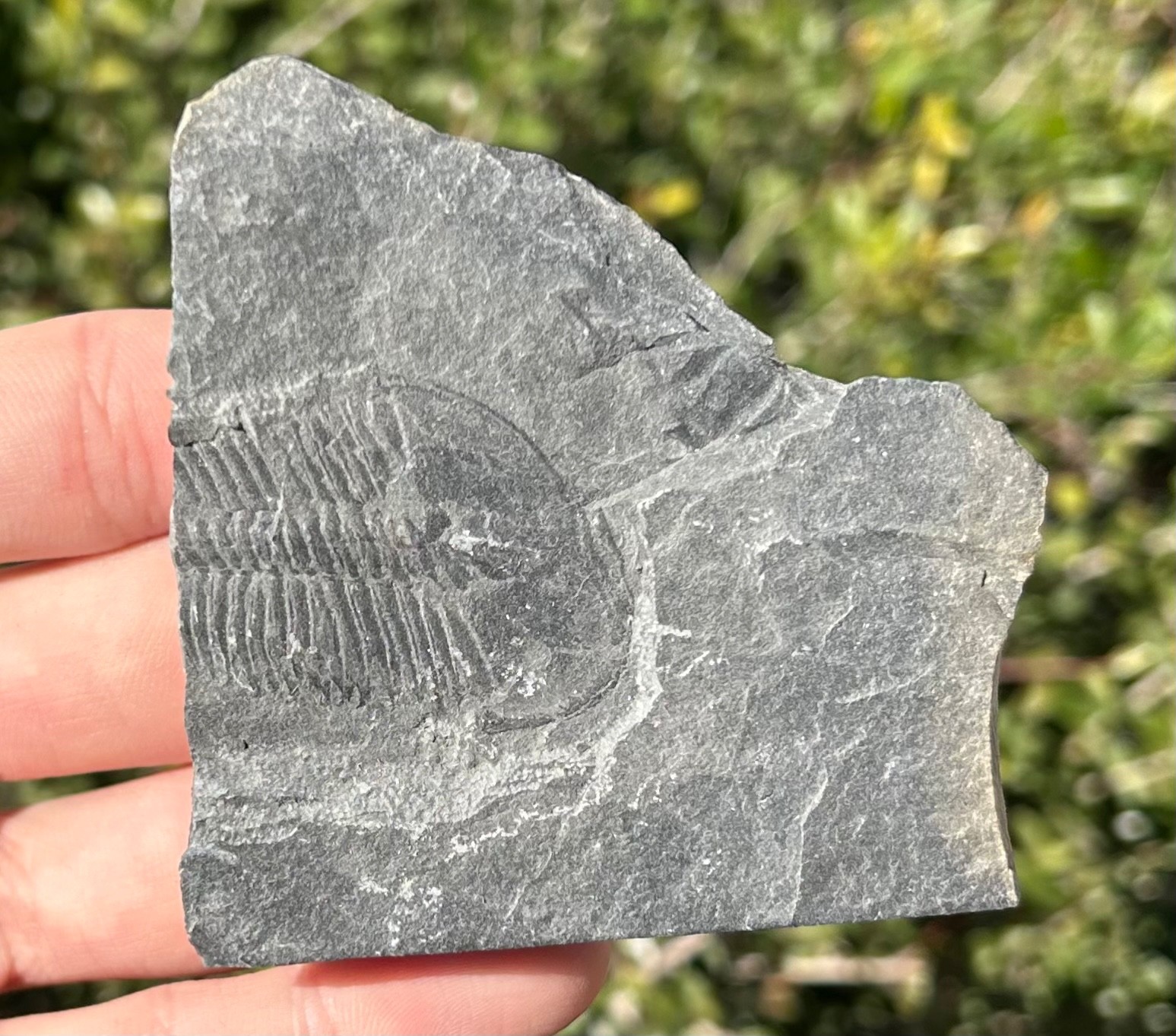 Washington Fossil Trilobite Ogygopsis Metaline Formation Cambrian Bug in Matrix