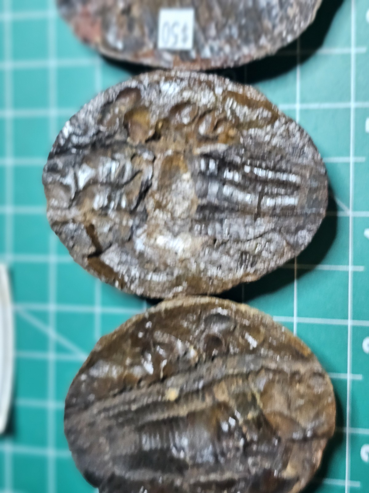 2 Rare Fish Fossil Nodules Dr Bruce Stinchcomb Collection L.