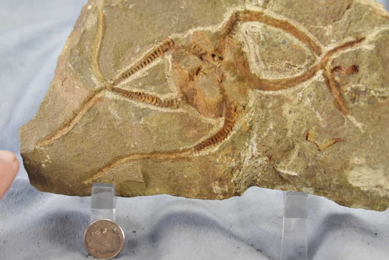 Brittle Star Starfish 200myo FOSSIL 274mm GEOCOMA CORINATA 6.5" 165mm 5019aa