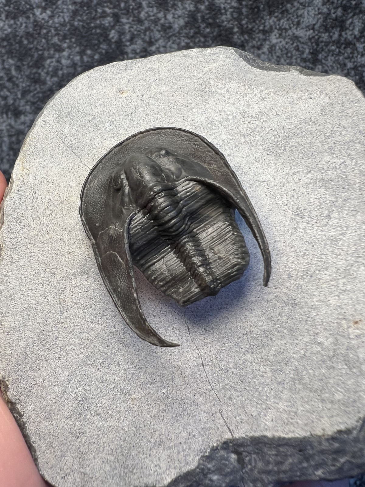 Harpes aff. perradiatus Trilobite Fossil – Attractive Specimen