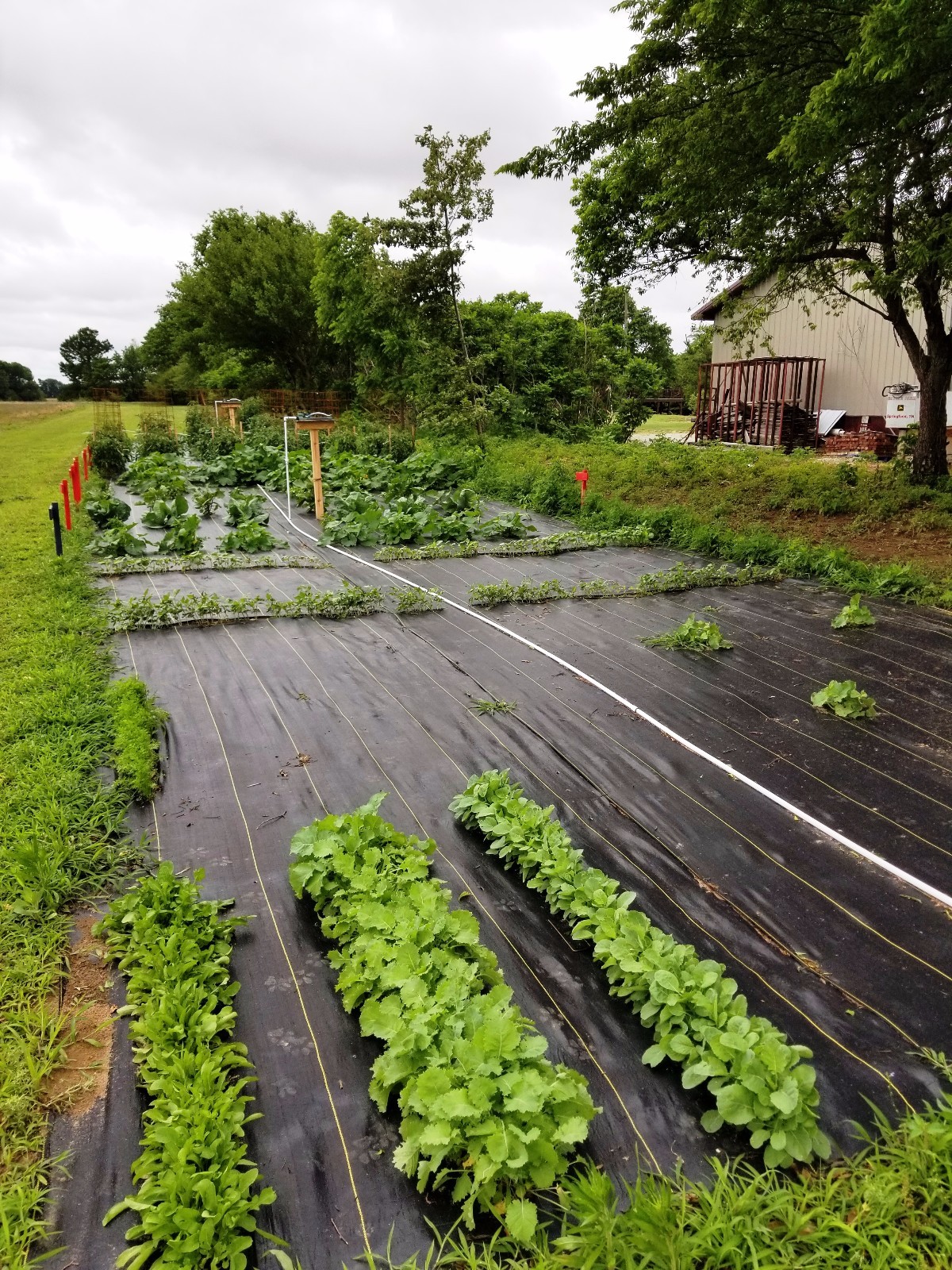 DeWitt Woven Ground Cover Landscape Fabric SUNBELT 6'X300' 3.2 OUNCE