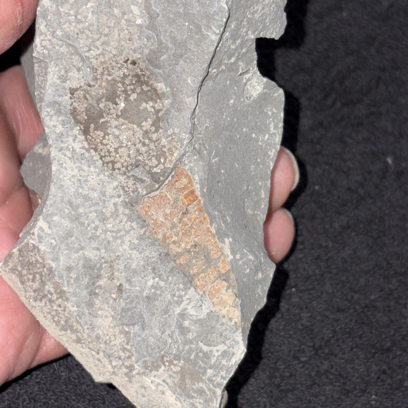 Pyritized Somewhat Oxidized Straight Cephalopod 2 Pieces Needs Gluing Then Prep