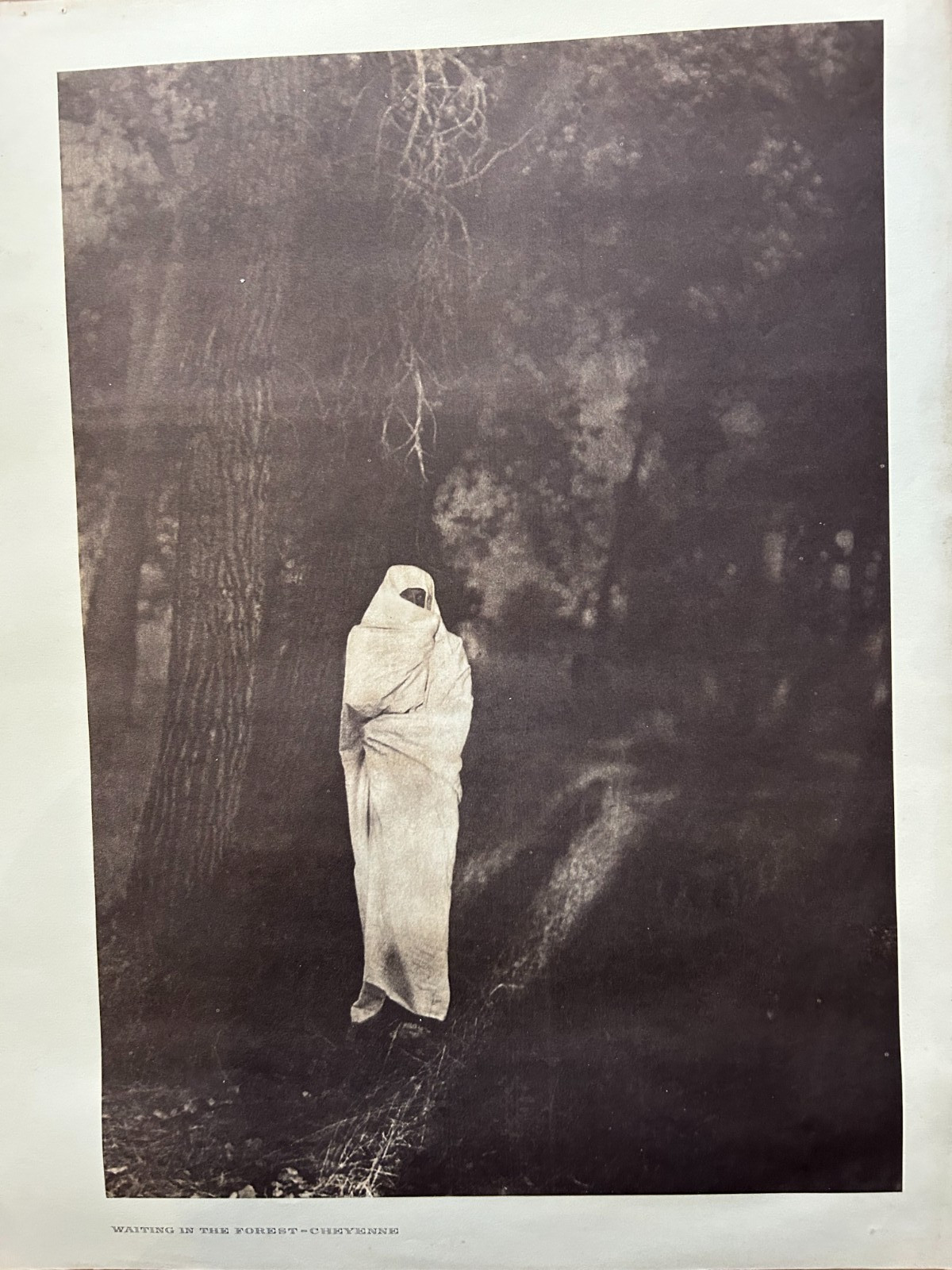 Edward S Curtis- Original Photogravure 14.5 X 18" Cheyenne Waiting in the Forest