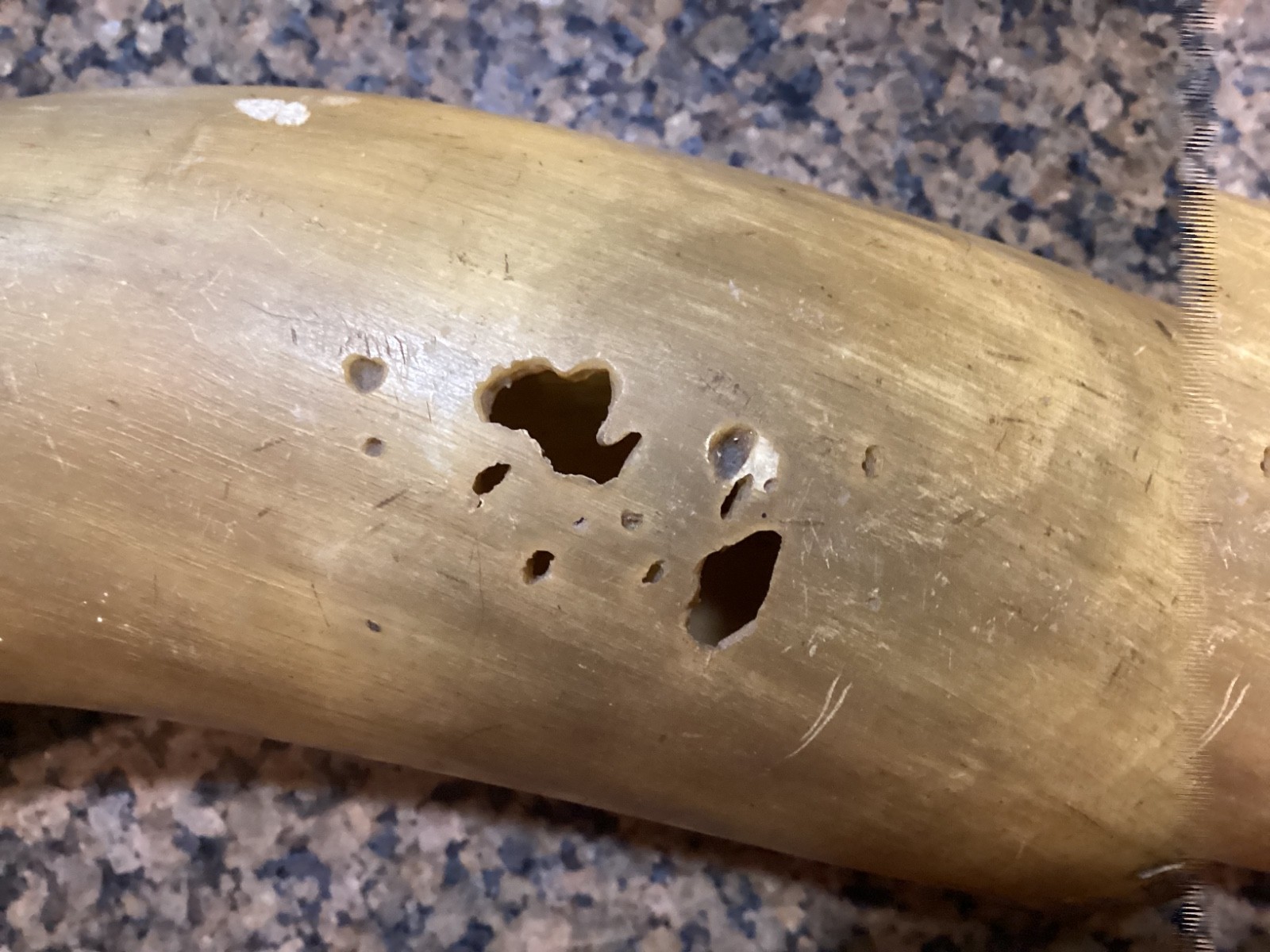 Large 18” Antique Powder Horn Engraved 1st New Jersey 1861