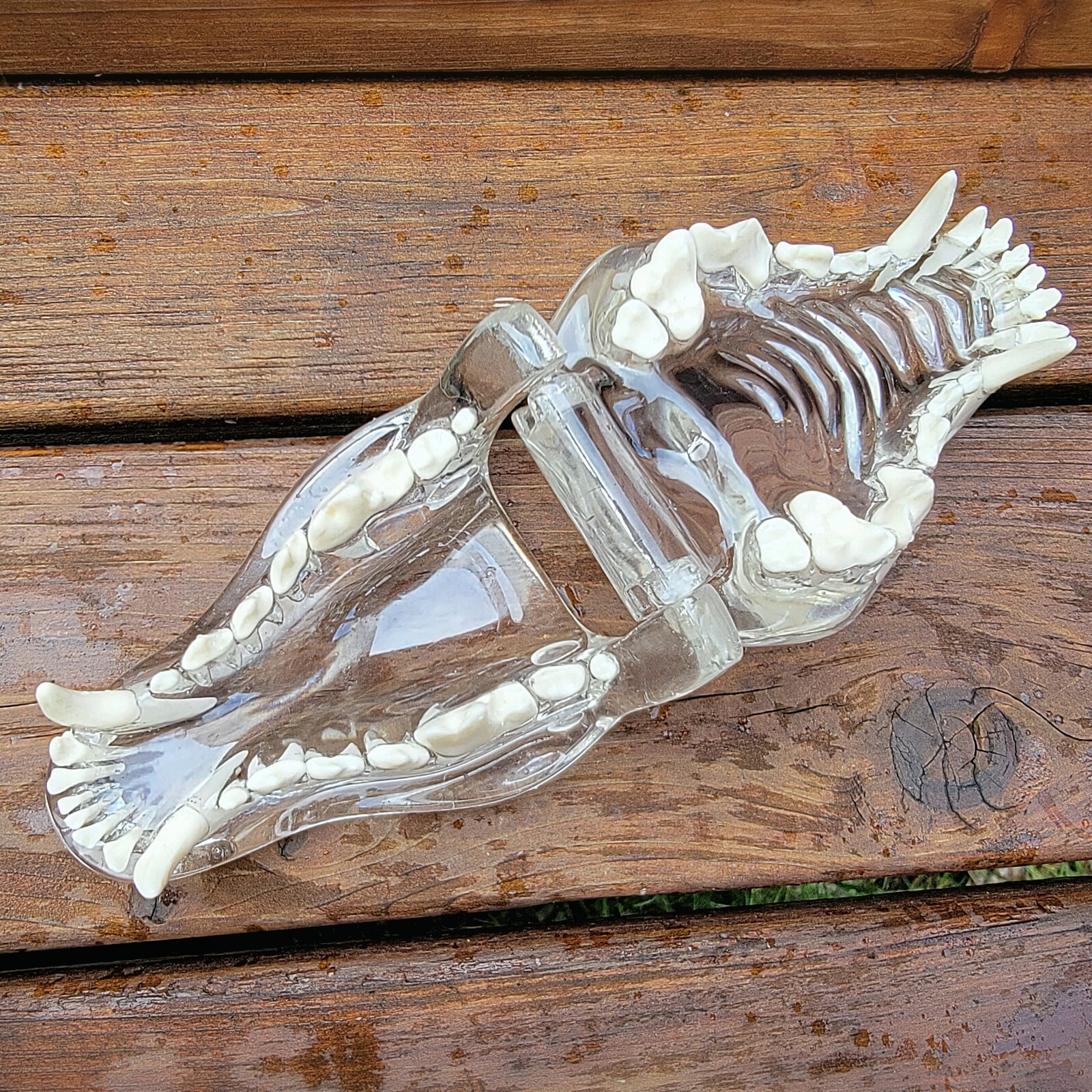 Transparent Dog Teeth, Anatomical Canine Clear Dental Model, Oddities